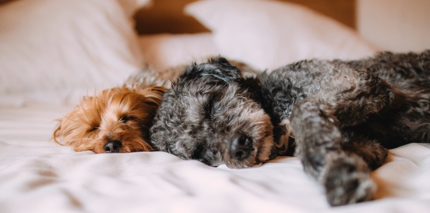 dogs sleeping on bed