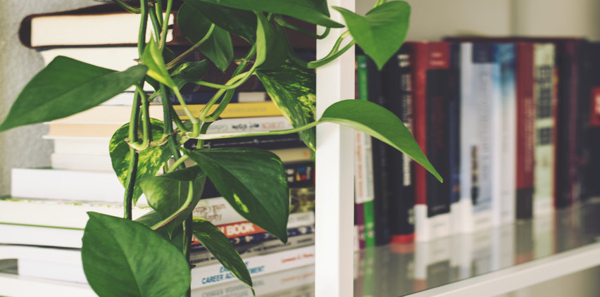 houseplant next to bookshelf with health benefits