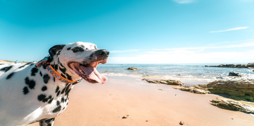 dog on beach summertime safety tips