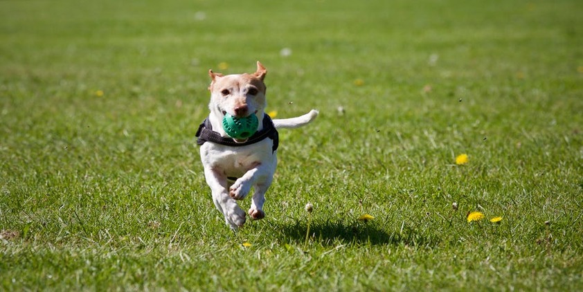 Pexels. Puppy running towards camera with a green ball in his mouth