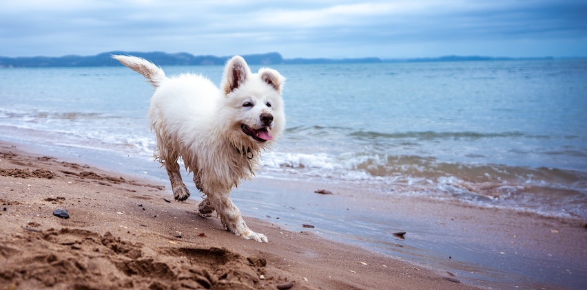 A white dog running on the beach