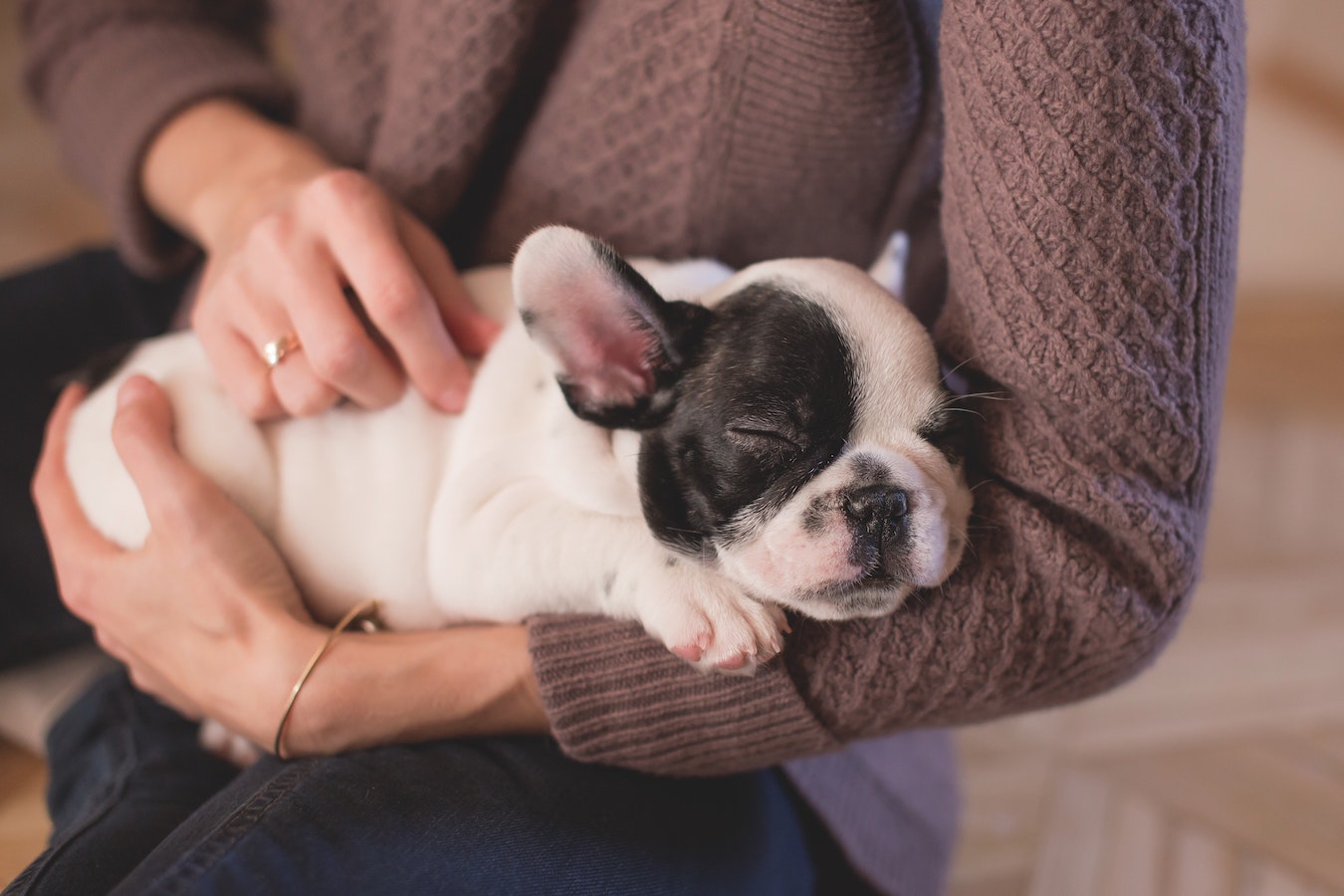 A puppy sleeping in someone's arms