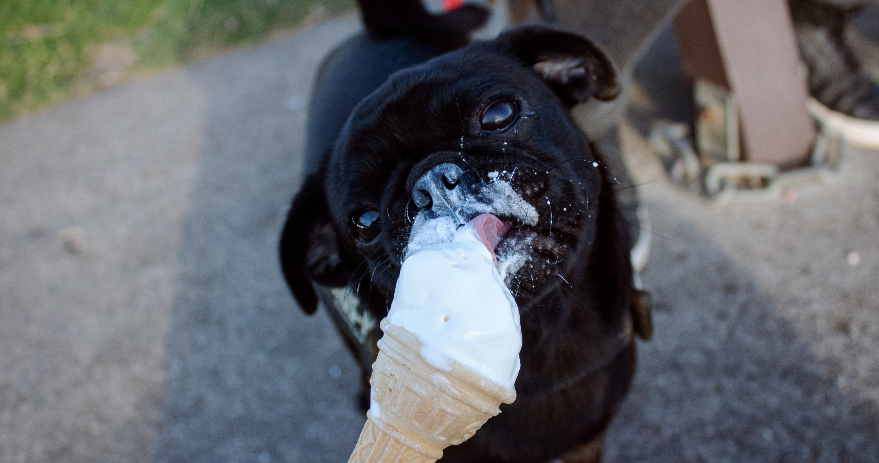 A pug eating ice cream out of a cone