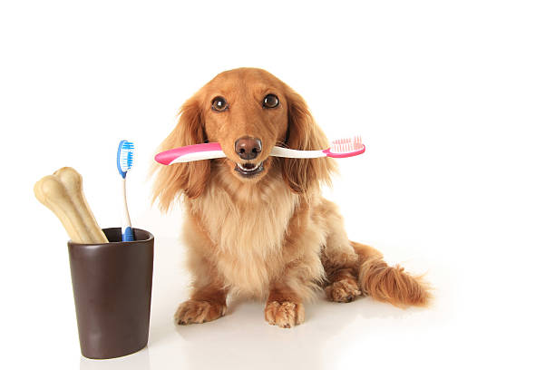 DOG ORAL HEALTH