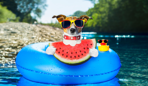 Dog Puppy with Watermelon