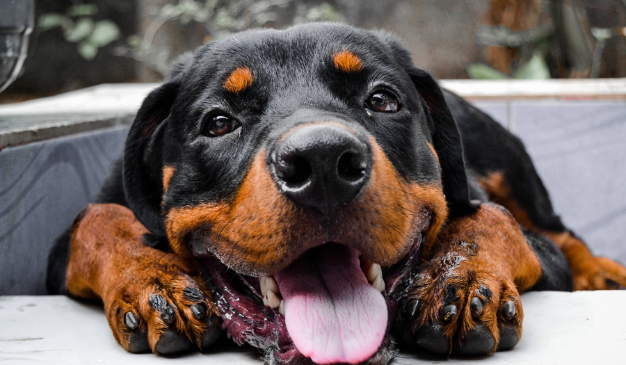 Rottweiler-Dog.