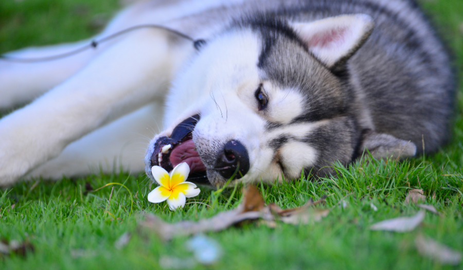 Siberian Husky