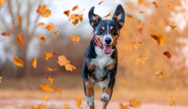 The Best Dog-Friendly Fall Activities