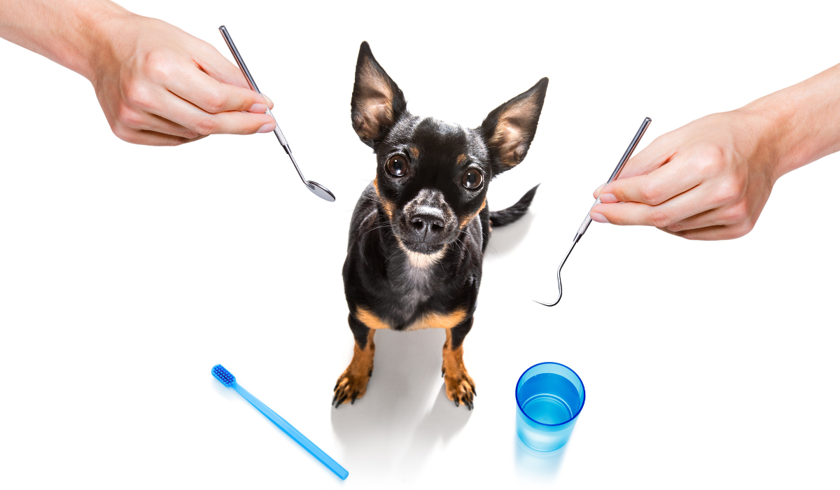 Things to Know About Dog Dental Cleanings Before Making an Appointment. Freelance Guide