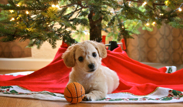 christmas tree and puppy