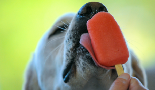 dog popsicles