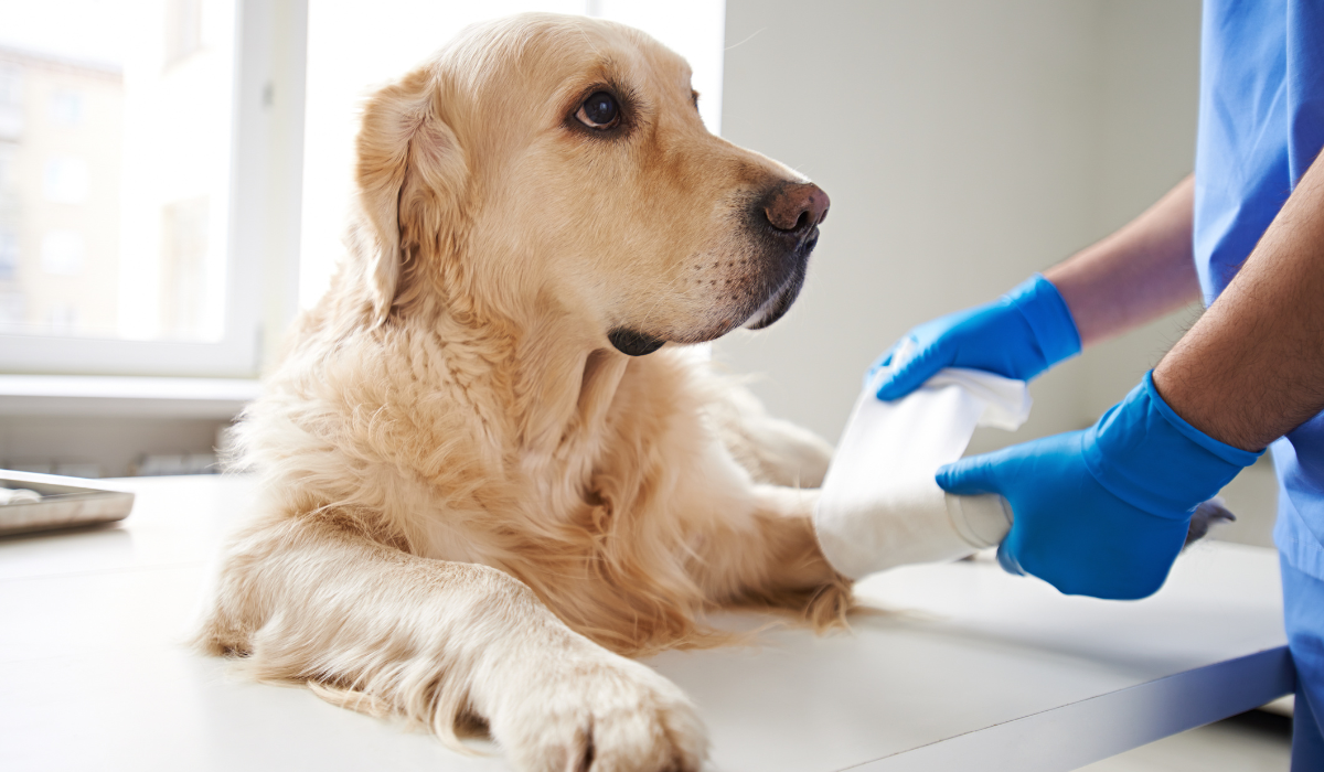 Dog Joint Pain and Relief