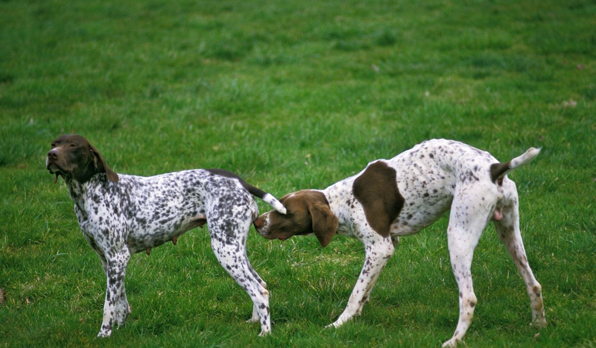 Dogs in Heat